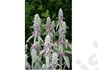 Kép 2/3 - Stachys byzantina 'Silky Fleece' / Gyapjas tisztesfű (Nyuszifül)