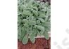 Kép 3/3 - Stachys byzantina 'Silky Fleece' / Gyapjas tisztesfű (Nyuszifül)