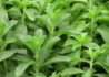 Kép 2/4 - Stevia rebaudiana / Stevia jázminpakóca