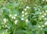 Kép 3/4 - Stevia rebaudiana / Stevia jázminpakóca