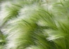 Kép 1/3 - Stipa tenuissima Pony Tails / Mexikói árvalányhaj