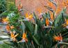 Kép 1/3 - Strelitzia reginae / Papagájvirág