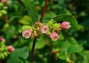 Kép 2/4 - Symphoricarpos albus / Fehér hóbogyó
