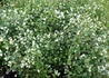 Kép 3/4 - Symphoricarpos albus / Fehér hóbogyó