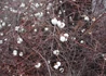 Kép 4/4 - Symphoricarpos albus / Fehér hóbogyó