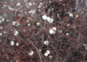 Kép 4/4 - Symphoricarpos albus / Fehér hóbogyó