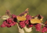 Kép 3/4 - Symphoricarpos doorenbosii Magic Berry / Liláspiros hóbogyó