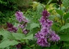 Kép 2/4 - Syringa josikaea / Jósika orgona