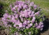 Kép 3/4 - Syringa josikaea / Jósika orgona