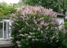 Kép 4/4 - Syringa josikaea / Jósika orgona