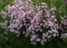 Kép 2/4 - Syringa meyeri palibin / Törpe orgona