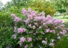 Kép 3/4 - Syringa meyeri palibin / Törpe orgona