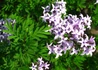 Kép 1/4 - Syringa persica Laciniata / Szeldelt levelű perzsa orgona