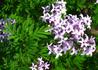 Kép 1/4 - Syringa persica Laciniata / Szeldelt levelű perzsa orgona