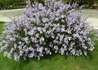 Kép 2/4 - Syringa persica Laciniata / Szeldelt levelű perzsa orgona