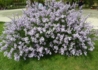 Kép 1/4 - Syringa persica Laciniata / Szeldelt levelű perzsa orgona
