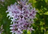 Kép 3/4 - Syringa persica Laciniata / Szeldelt levelű perzsa orgona