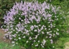 Kép 4/4 - Syringa persica Laciniata / Szeldelt levelű perzsa orgona