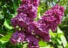 Kép 1/4 - Syringa vulgaris Andenken an Ludwig Spät / Sötétlila orgona