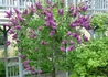 Kép 3/4 - Syringa vulgaris Andenken an Ludwig Spät / Sötétlila orgona