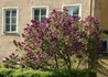 Kép 4/4 - Syringa vulgaris Andenken an Ludwig Spät / Sötétlila orgona