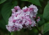 Kép 1/4 - Syringa vulgaris Belle de Nancy / Rózsaszín orgona