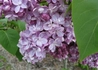Kép 2/4 - Syringa vulgaris Belle de Nancy / Rózsaszín orgona