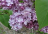 Kép 2/4 - Syringa vulgaris Belle de Nancy / Rózsaszín orgona