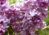 Kép 3/4 - Syringa vulgaris Belle de Nancy / Rózsaszín orgona