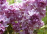 Kép 3/4 - Syringa vulgaris Belle de Nancy / Rózsaszín orgona