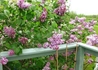 Kép 4/4 - Syringa vulgaris Belle de Nancy / Rózsaszín orgona