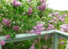 Kép 4/4 - Syringa vulgaris Belle de Nancy / Rózsaszín orgona