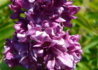 Kép 4/4 - Syringa vulgaris Charles joly / Bíborlila orgona