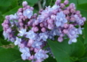 Kép 1/3 - Syringa vulgaris Nadeshda / Kék orgona