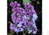 Kép 3/3 - Syringa vulgaris Nadeshda / Kék orgona