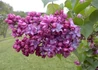 Kép 1/3 - Syringa vulgaris Paul Thirion / Sötét bíborvörös orgona