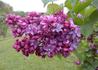 Kép 1/3 - Syringa vulgaris Paul Thirion / Sötét bíborvörös orgona