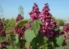 Kép 2/3 - Syringa vulgaris Paul Thirion / Sötét bíborvörös orgona