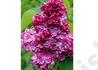 Kép 3/3 - Syringa vulgaris Paul Thirion / Sötét bíborvörös orgona