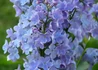 Kép 1/4 - Syringa vulgaris President Lincoln / Szimpla kék orgona