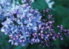 Kép 2/4 - Syringa vulgaris President Lincoln / Szimpla kék orgona