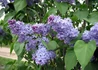 Kép 3/4 - Syringa vulgaris President Lincoln / Szimpla kék orgona