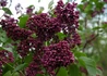 Kép 2/3 - Syringa vulgaris Sarah Sands / Sötétbíbor orgona