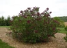 Kép 3/3 - Syringa vulgaris Sarah Sands / Sötétbíbor orgona