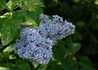 Kép 1/3 - Syringa vulgaris Aucubaefolia / Tarka levelű orgona