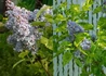 Kép 3/3 - Syringa vulgaris Aucubaefolia / Tarka levelű orgona