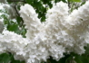 Kép 1/4 - Syringa vulgaris Madame florent stepman / Fehér orgona