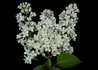 Kép 2/4 - Syringa vulgaris Madame florent stepman / Fehér orgona