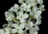 Kép 3/4 - Syringa vulgaris Madame florent stepman / Fehér orgona