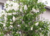 Kép 4/4 - Syringa vulgaris Madame florent stepman / Fehér orgona